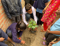 planting